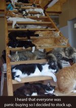 stock up on cats.jpg